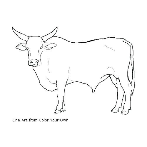 500x500 Bucking Bull Coloring Page Bull Riding Coloring Pages Louisbourg