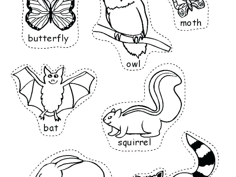 800x600 Badger Coloring Pages Honey Badger Line Drawing Wisconsin Badger