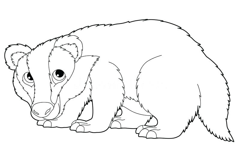 800x541 Badger Coloring Page Badger Coloring Page Badger Coloring Pages