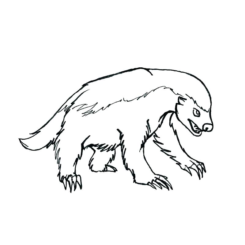 800x800 Badger Coloring Page Honey Badger Colouring Pages