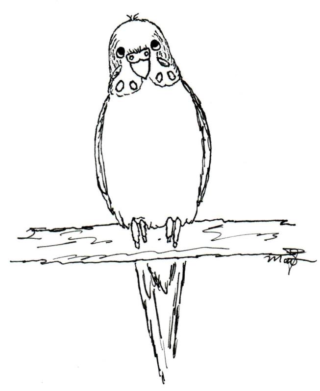 653x799 Budgie Coloring Pages