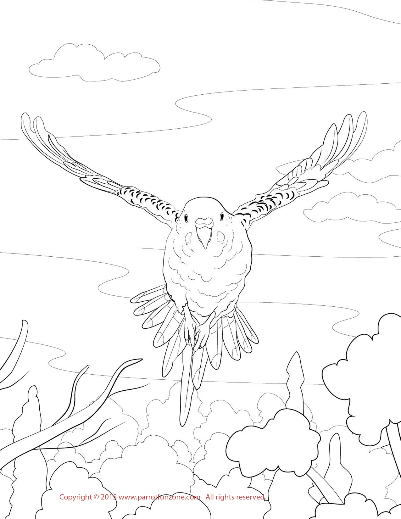 1275x1650 Budgie