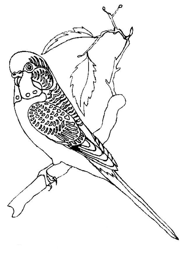 618x874 7 Best Parkiet Images On Parakeets, Budgies And Parrots