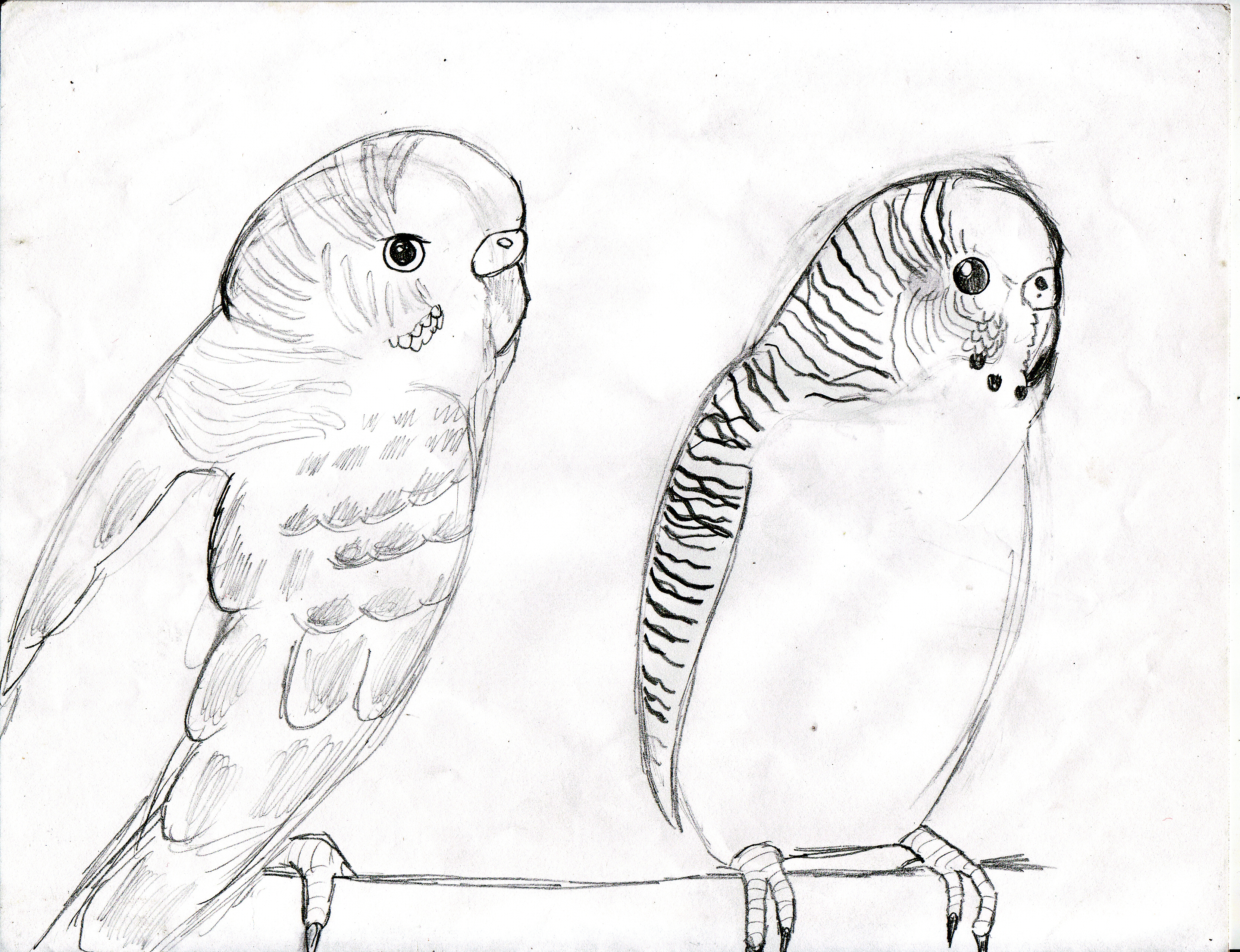 3324x2552 Parakeet Coloring Pages