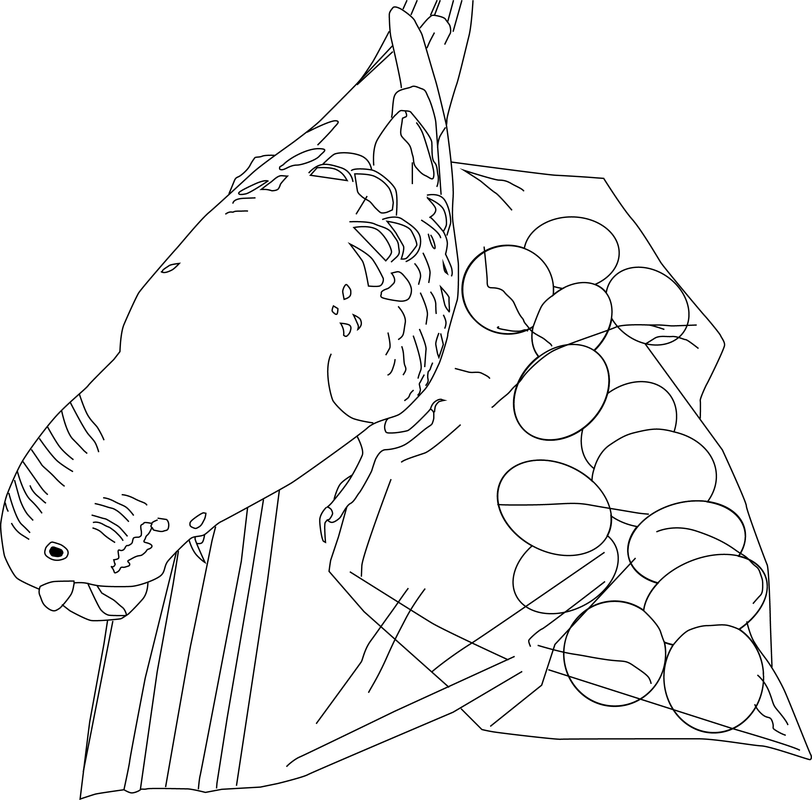 812x800 Parakeet Coloring Pages
