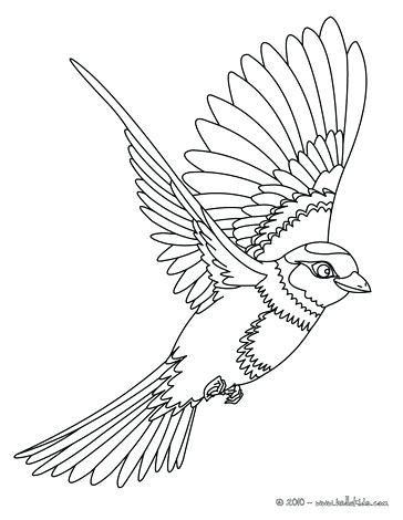 364x470 Parakeet Coloring Pages Budgie Parakeet Parrot Adult Coloring Book