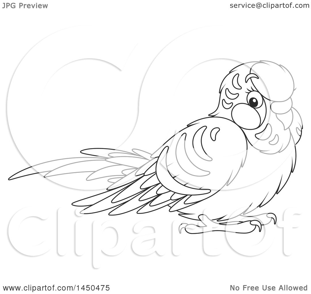 1080x1024 Parakeet Coloring Pages. Episode The Early Birder Gets The Bird U