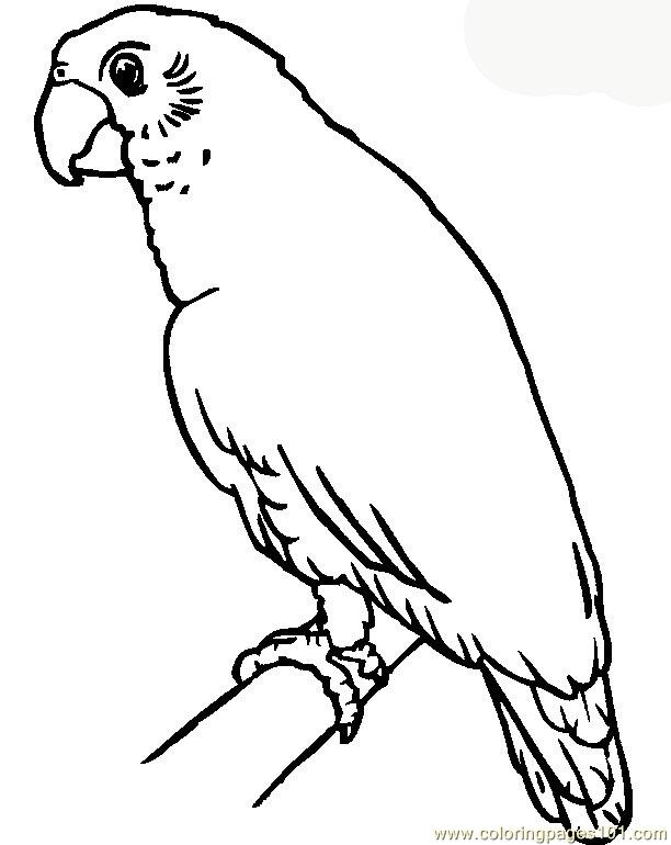 612x770 Parrot Coloring Page