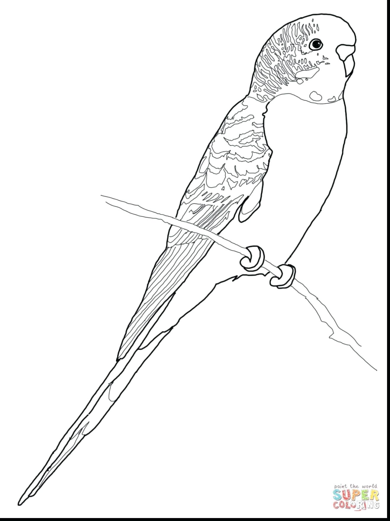 1320x1760 Unsurpassed Parakeet Coloring Pages Just Arrived Budgie Parrot