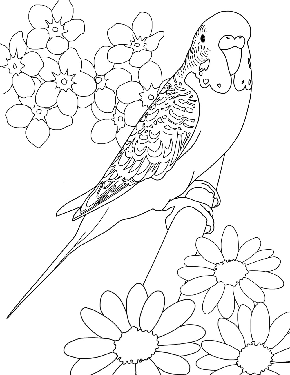 1000x1294 Budgie Color Page