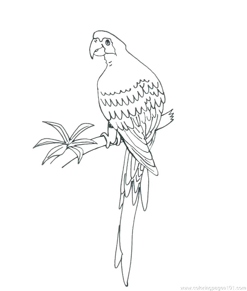 800x942 Parrot Pictures To Color