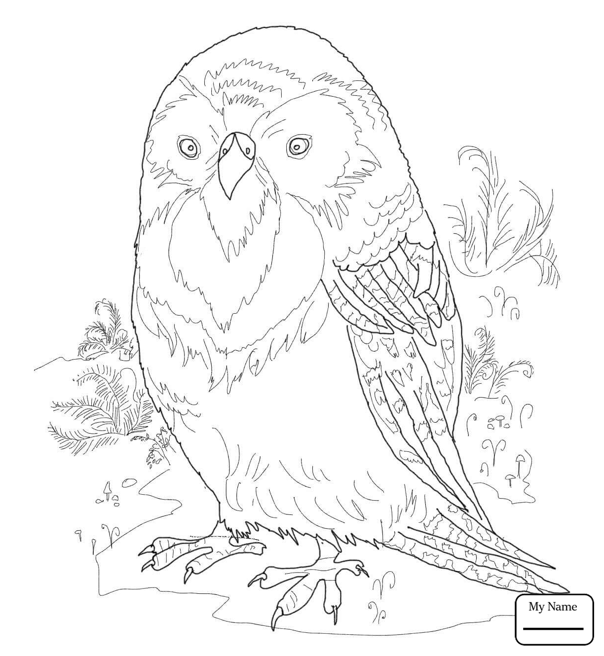 1224x1330 Budgie Coloring Pages Collection Coloring For Kids 2018