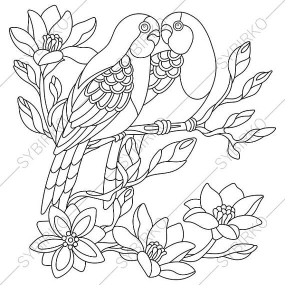570x570 Budgie Parakeet Parrots Adult Coloring Book Page. Zentangle
