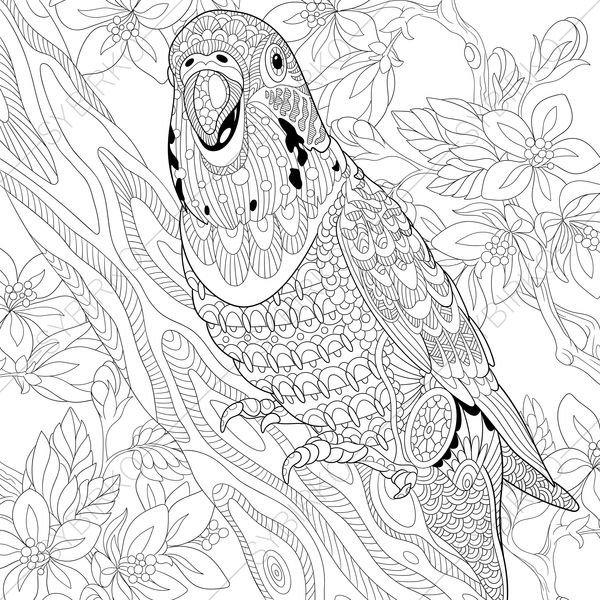 600x600 Budgie Parrot. 2 Coloring Pages. Animal Coloring Book Pages
