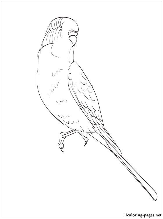 560x750 Budgie Coloring Page Coloring Pages Birds Bird