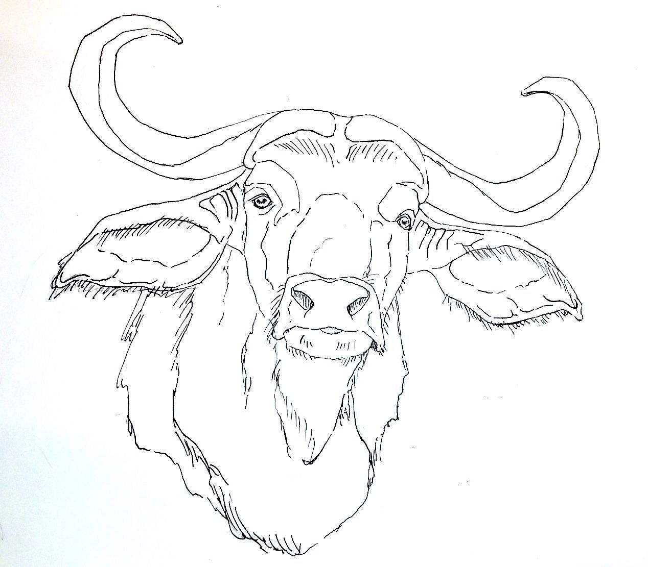 1268x1111 Appealing Coloring Pages Draw A Buffalo Wild Animal Sheet For Pic