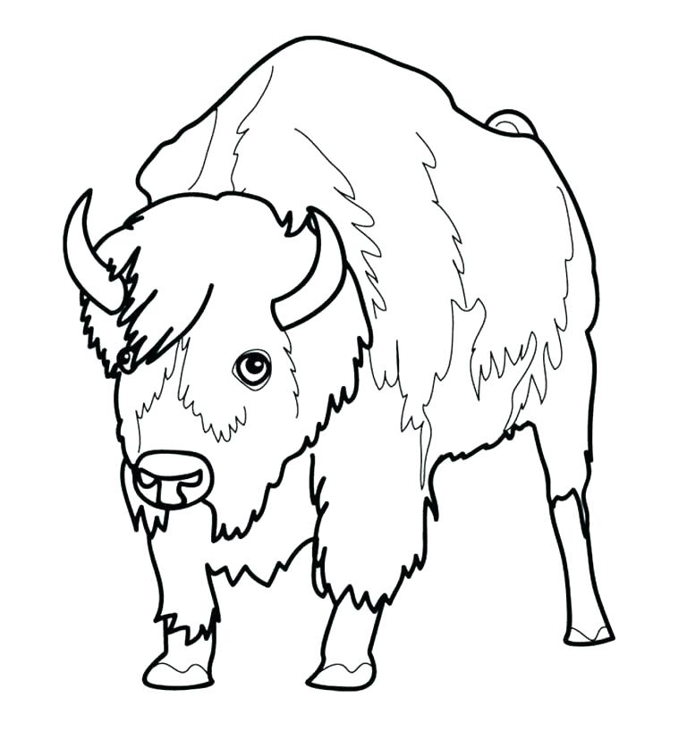 768x818 Bison Coloring Page Cliptext.co
