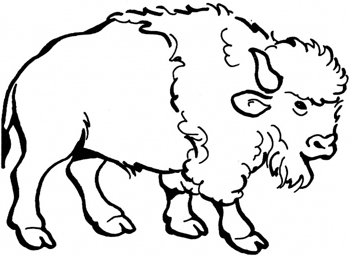 Buffalo Coloring Page