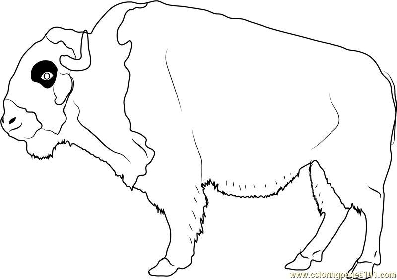 800x563 American Buffalo Coloring Page