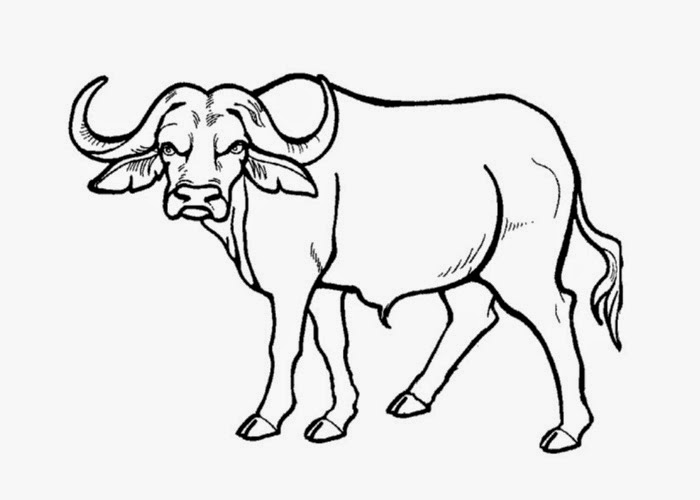 700x500 Buffalo Coloring Page Free Coloring Pages And Coloring Books