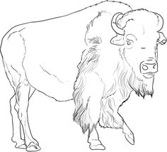 236x214 Click To See Printable Version Of American Buffalo (Bison