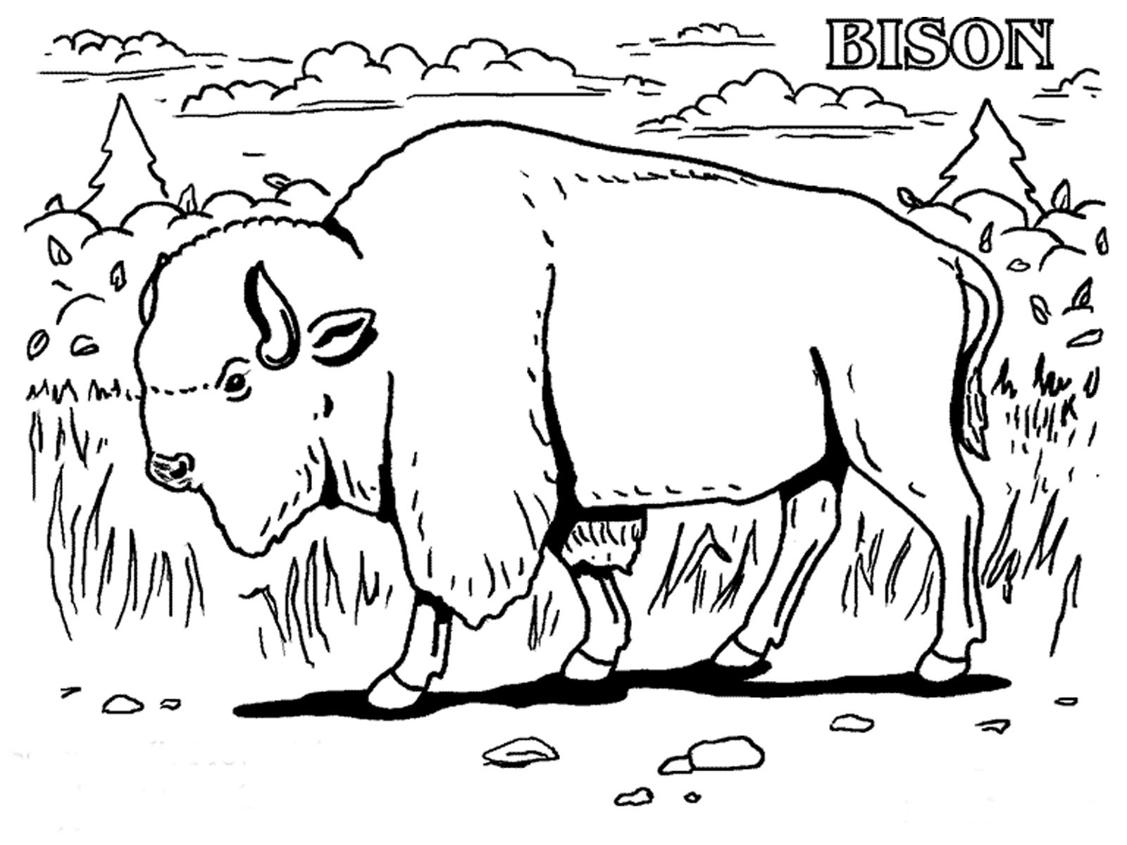 1600x1200 Bison Coloring Pages