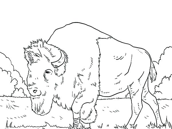 600x450 Bison Coloring Pages Buffalo Coloring Pages Long Bison Coloring