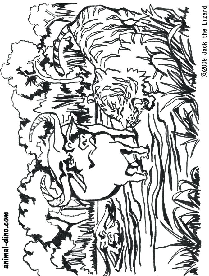 673x891 Buffalo Coloring Page Animal Coloring Page Water Buffalo And Tiger