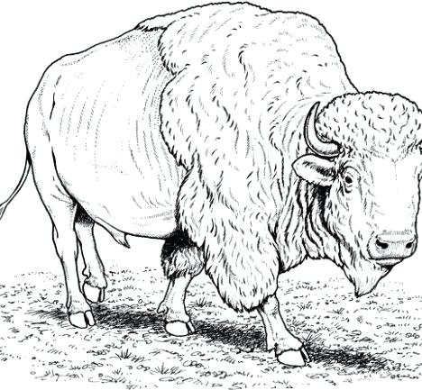 468x433 Buffalo Coloring Pages 5 Buffalo Coloring Pages From Buffalo