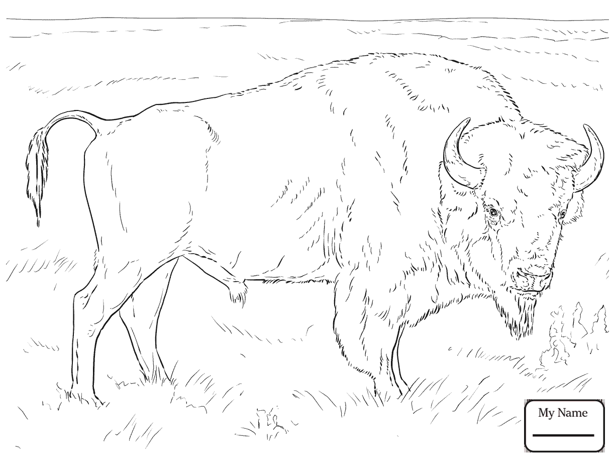 1224x918 New American Bison Coloring Pages Design Printable Coloring Sheet