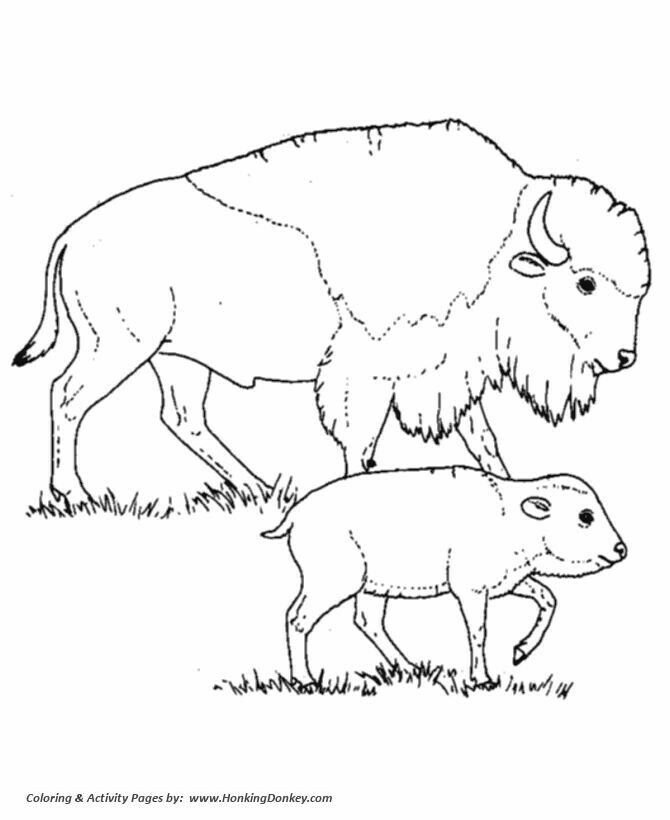 670x820 Pin By Susan Carrell On Buffalo And Bison Sketches