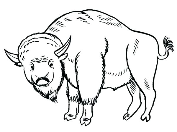 600x450 Bison Coloring Pages Buffalo Coloring Pages Bison Coloring Page