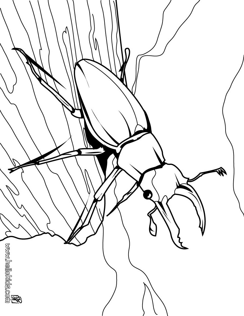 820x1060 Insect Coloring Pages