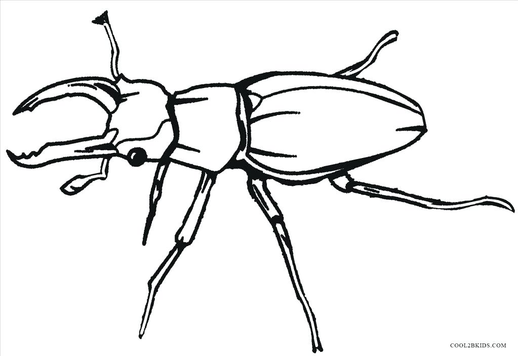 1023x703 Bug Coloring Page Bug Coloring Pages