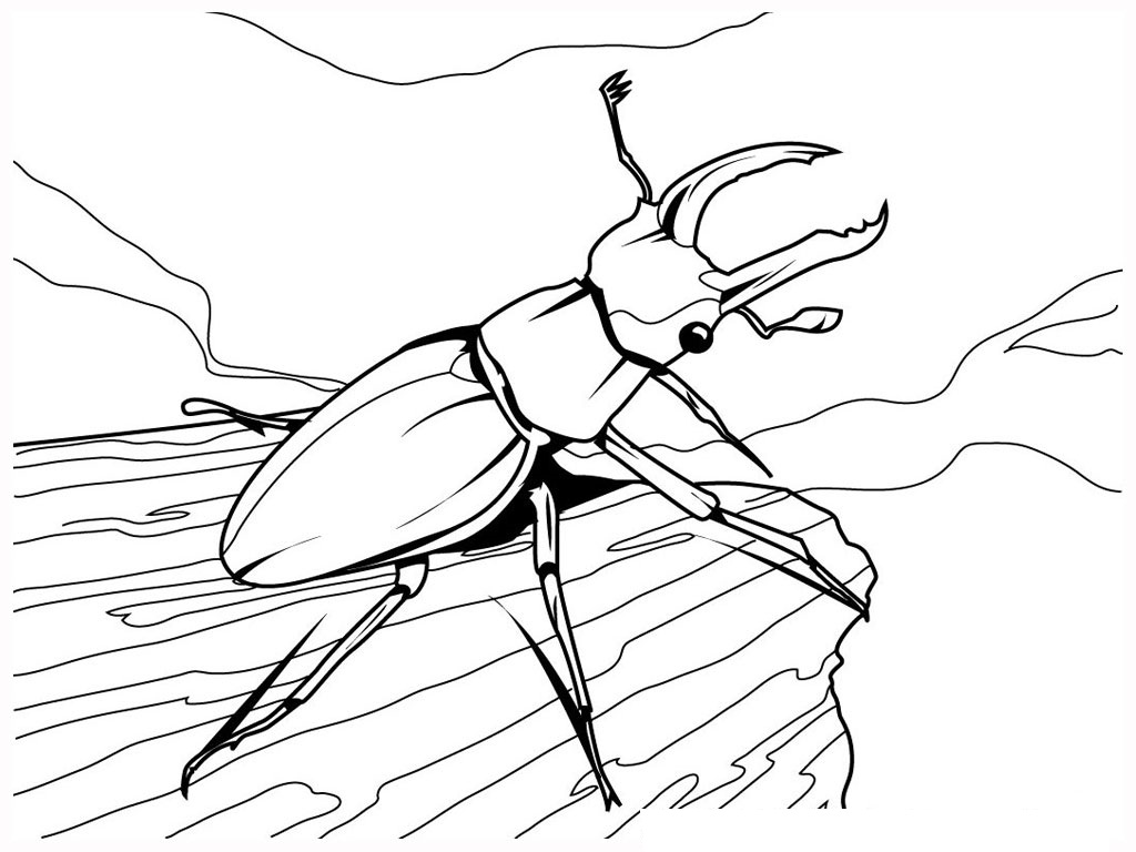 1024x768 Attractive Inspiration Bug Coloring Pages 2 To Print For Kids