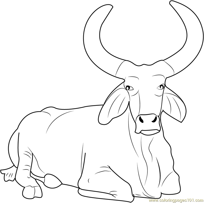 799x798 Bull Coloring Pages