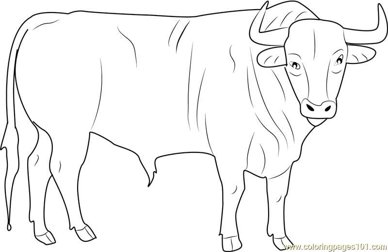 800x521 Black Bull Coloring Page