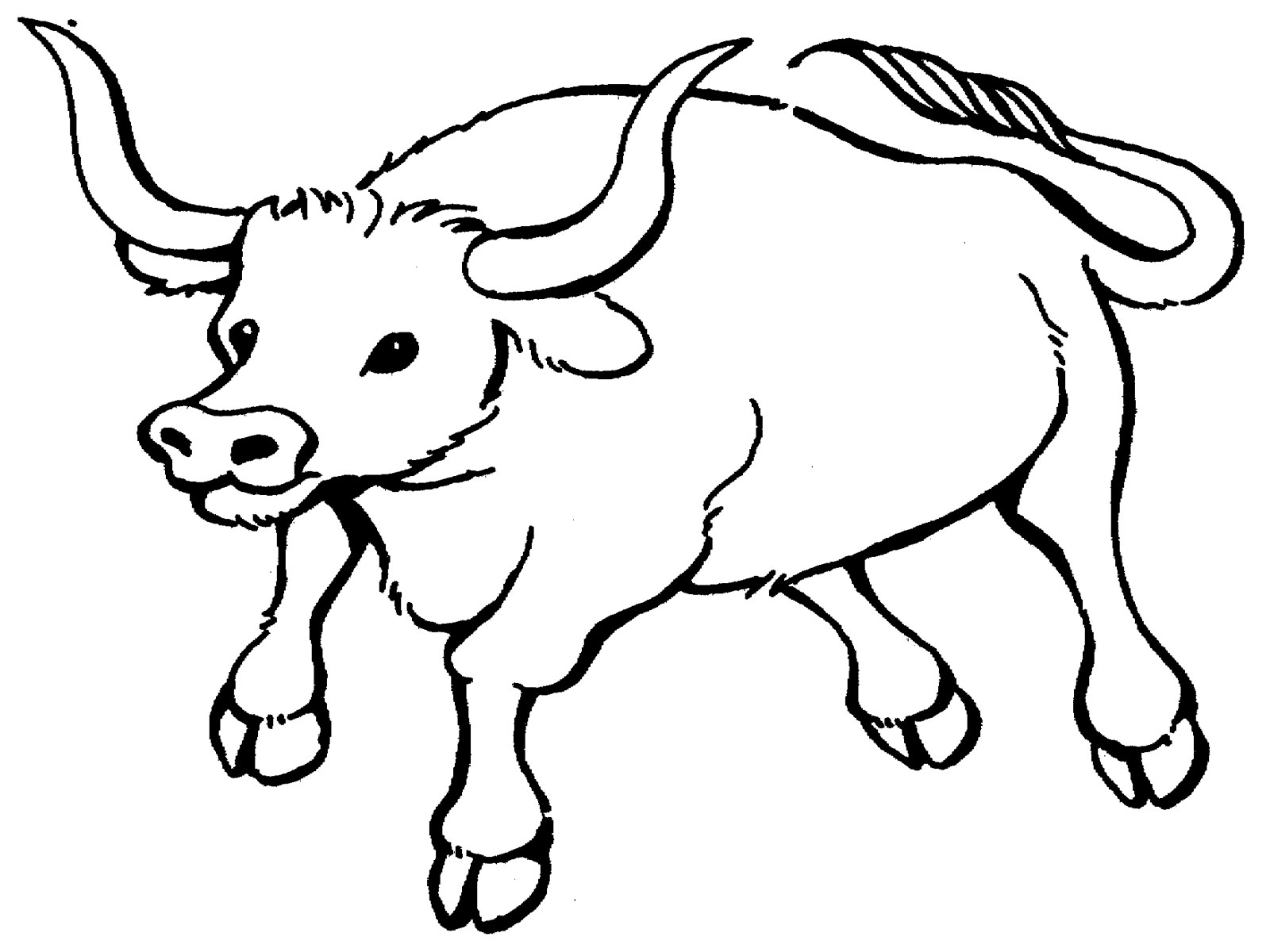 1600x1200 Bull Printable Coloring Pages