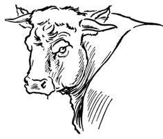 236x201 Bull Coloring Pages 316 Color Horsesrodeo! Free