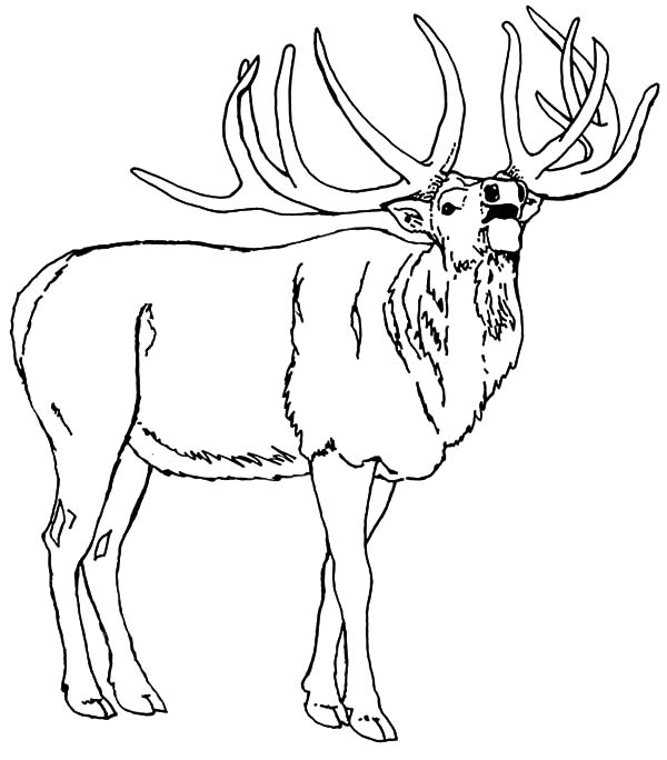 600x684 Download Online Coloring Pages For Free