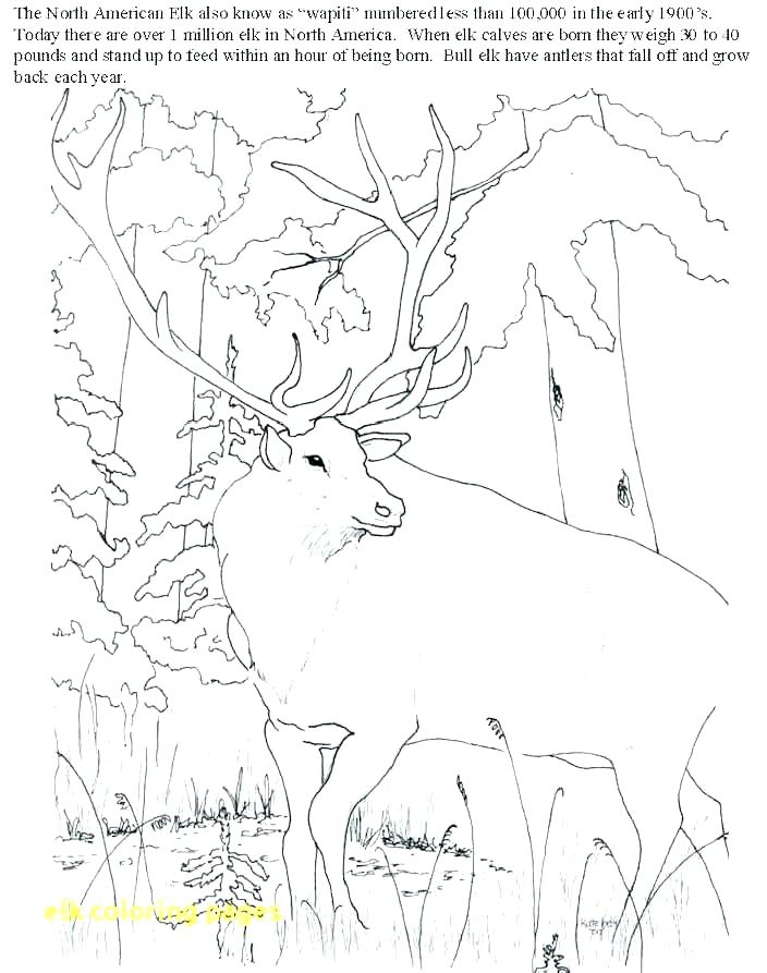704x893 Elk Coloring Page Elk Coloring Pages Elk Coloring Page Elk