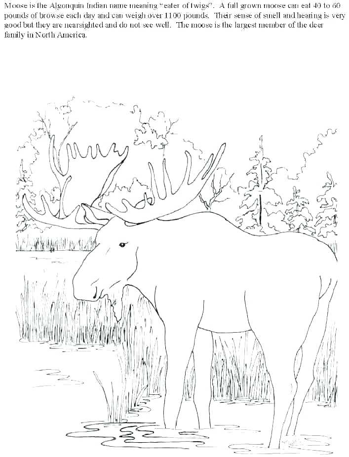 707x926 Elk Coloring Pages Bull Elk And Baby Elk Coloring Pages Elk