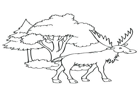 476x333 Elk Coloring Pages Bull Elk Coloring Pages Elk Coloring Pages