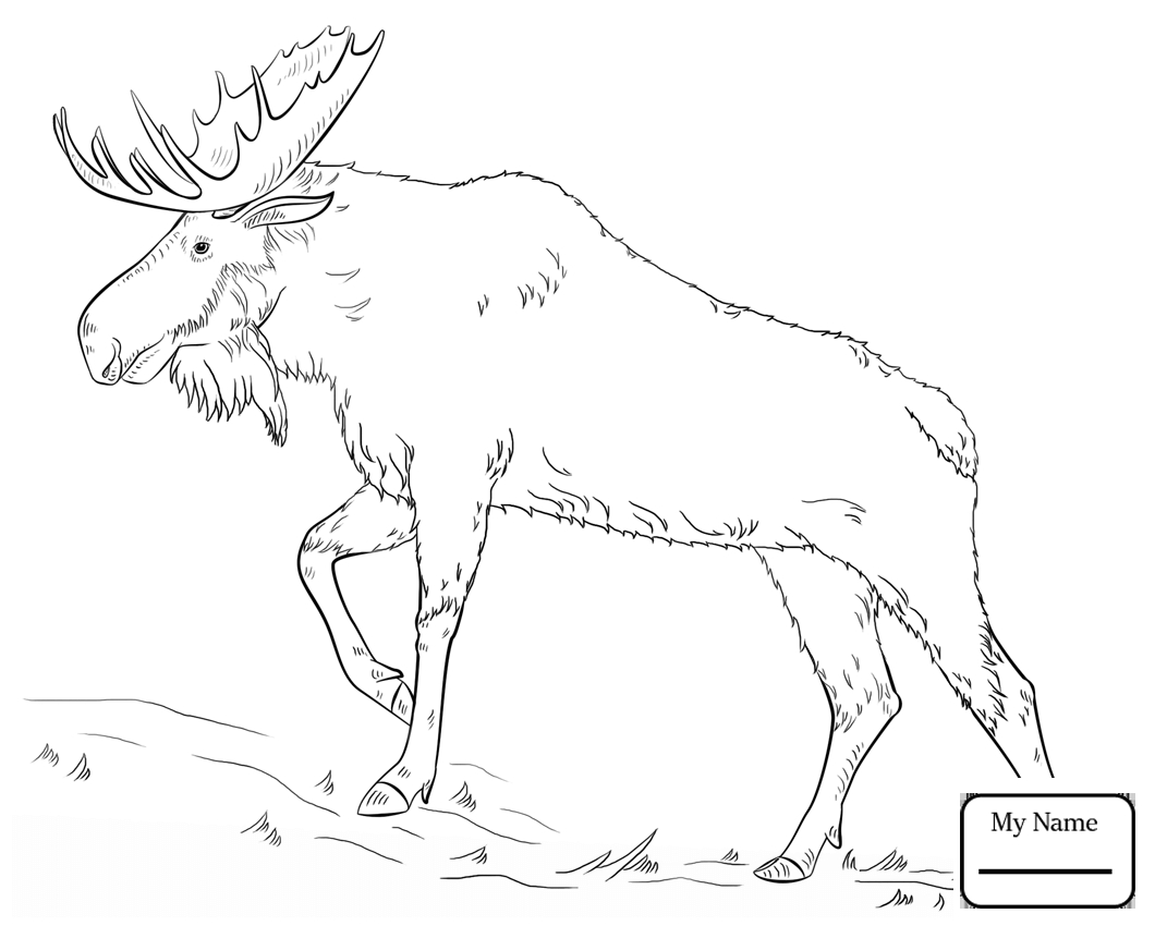 1060x850 Awesome Elk Coloring Pages Gallery Printable Coloring Sheet
