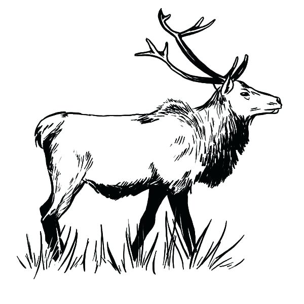 600x600 Awesome Elk Coloring Pages