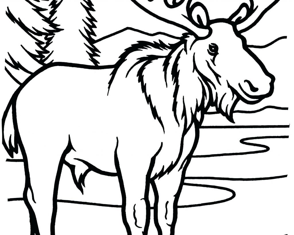1024x819 Coloring Page ~ Elk Coloring Pages Bull Moose Page Free Printable