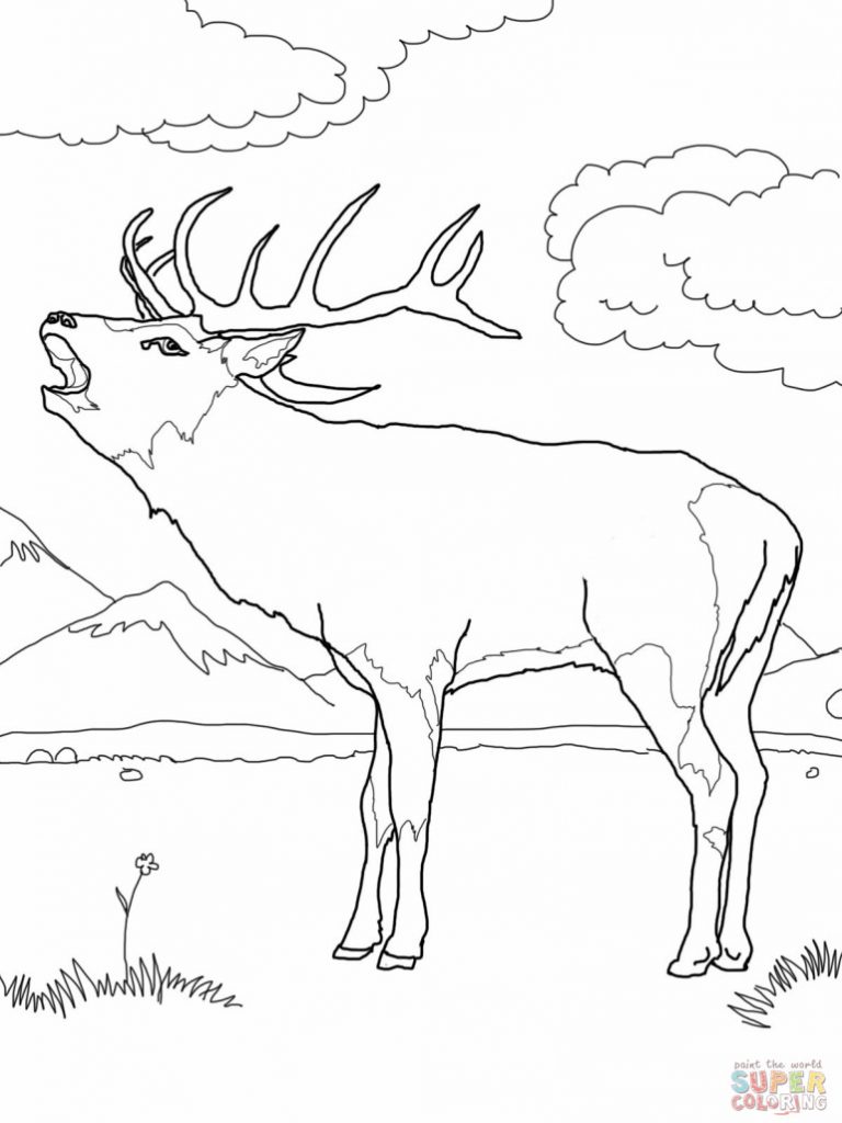 768x1024 Bull Elk Coloring Pages Download And Print For Free