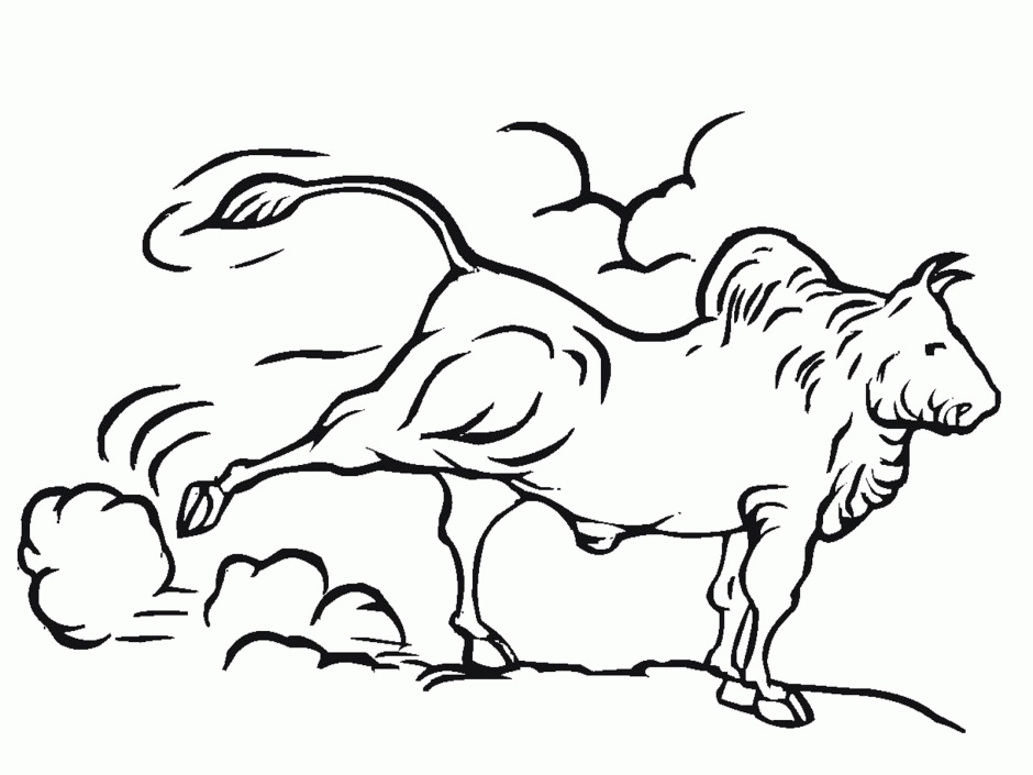 Bull Riding Coloring Pages