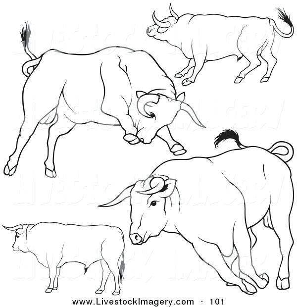 600x620 Bull Riding Coloring Pages Pbr Bull Riding Coloring Pages