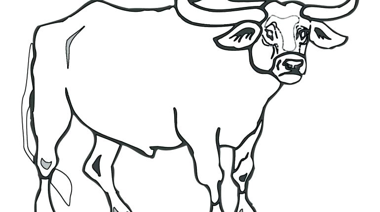 770x430 Bull Coloring Page Bull Riding Coloring Pages Rodeo Coloring Pages